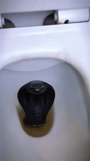 Be Careful in the Toilet! A Scary Experience