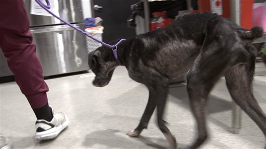 ‘It makes you angry’: Multiple emaciated dogs surrendered to the Humane Society of Tampa Bay in March