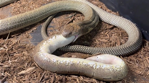 King cobra eats huge python!