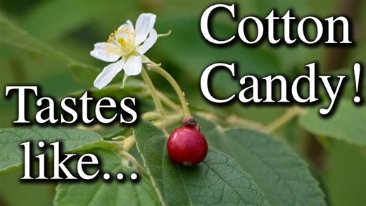 Panama berry tree: The sweetest backyard fruit you've never tried!