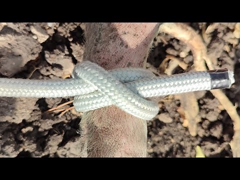 CÓMO HACER EL NUDO DE PUERCO O MARRANO