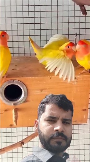 Who loves yellow lovebirds? 💛🐦Comment below! ✨