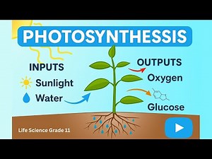 Process of photosynthesis | Grade 11 Life science | Easy to understands