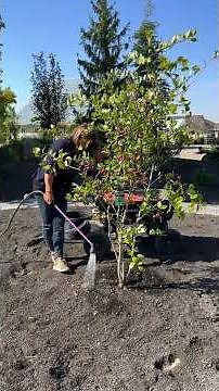 The PERFECT tree for the top of our berm! 😍🌳 #garden #gardening #hawthorn