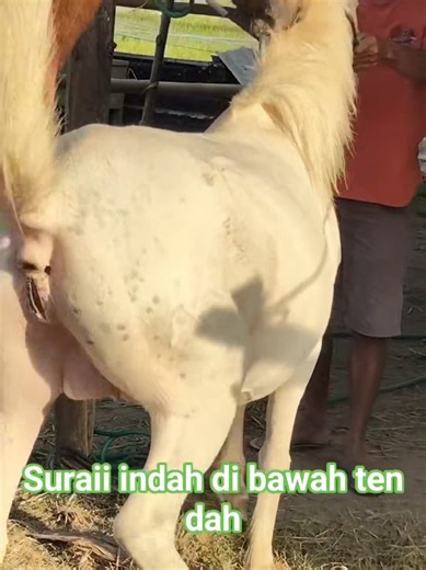 white pony vs monster horse breeding Process completely understand why horse breeding #breeding #mating #arabianhorse #equine #stallion #horselover #horse