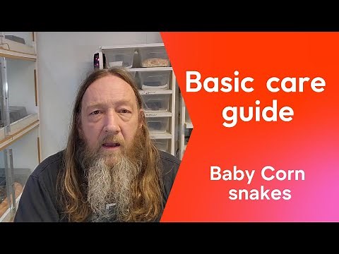 Baby corn snake care guide