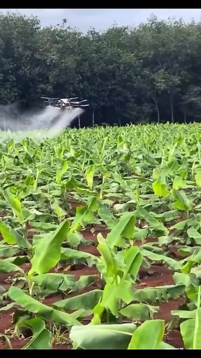 265K views · 2.6K reactions | Technology meets farming! a drone spraying a plantain farm.. faster, easier and more efficient than manual spraying  | The Ghanaian Farmer | Facebook