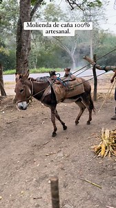 1.5M views · 6.1K reactions | Así es la molienda de caña 100% artesanal, una técnica que aún se utiliza en algunos pueblos de México. ❤️ #molienda #caña #azucar #tradicional #tradicion #pueblosdemexico #pueblos #Huasteca #HuastecaVeracruzana #HuastecaHidalguense #huastecapotosina #PueblosIndigenas #PueblosOriginarios #tenek #reelsviral #reel #mexico #pueblosmagicos | Huasteca de mi corazón | Facebook