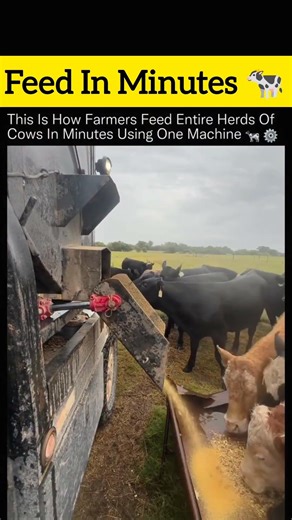 Unleash the FEEDING System Transforming Cattle Farms! #shorts #technology #agriculture #farming