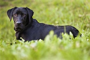 Black Lab Life Expectancy: The Lifespan Of A Black Lab Mix - Cuteness