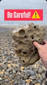 Jacob Colvin on Instagram: "**You Need to Check This Out‼️😱** Fossils from the Miocene Epoch (15–20 million years ago) are like time capsules from a world in transition—when giant sharks ruled the seas, early apes swung through trees, and volcanic landscapes shaped entire coastlines. This was the age of Megalodon, a prehistoric shark up to 60 feet long, with teeth the size of your hand! Many modern animals, like horses and whales, began taking on familiar forms during this time, and massive vol