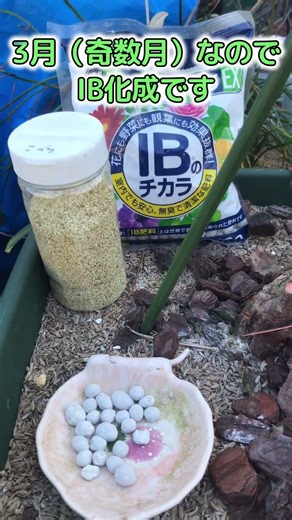 【#園芸 698カメ】 今年一発目のバラへ肥料！奇数月はIB化成。ちなみにバ風の日にリキダス顆粒を使うとどうなるか？どーなるか？😭 🐢「はよ言え！？おぉん!?」 【庭の大開拓時代】