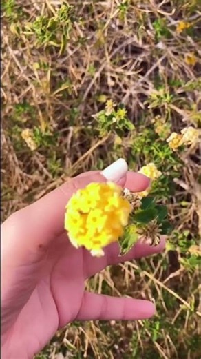 A Simple Moment 🌸✨Just a short video of me holding a flowers
