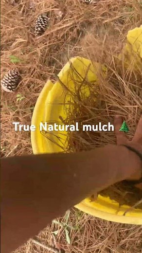 Use pine needles as natural mulch! 🌲 #garden #gardening