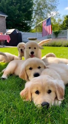 Golden Retriever Puppies vs. Snack Bag: The Perfect Reaction