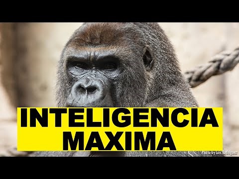 La Vida de los Gorilas en su Hábitat Natural