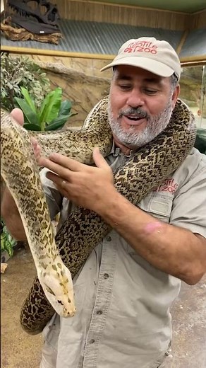 Beautiful Granite Burmese Python🤩😍 Rare Snake!!