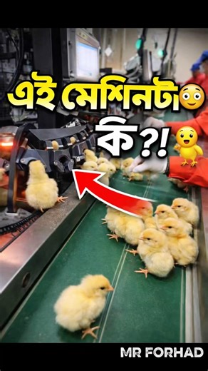 আপনি এটা আগে দেখেননি! 😳🐥 What Is This Machine Doing?! #chicken #technology #amazing