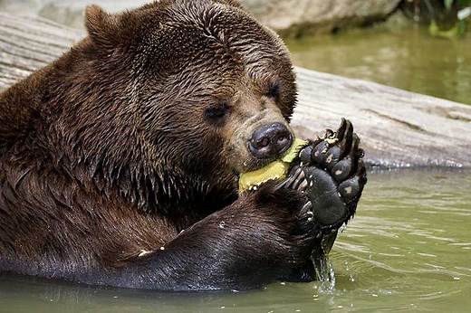 30 Real Examples of Omnivores (With Pictures) - Wildlife Informer