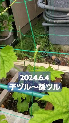 #ゴーヤー栽培 太く延びてきた子ヅル～孫ツルのびた #ゴーヤーの育て方 #無農薬栽培 #無人販売