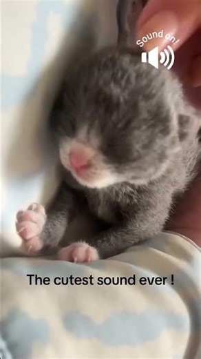 Cutest kitten sound ever