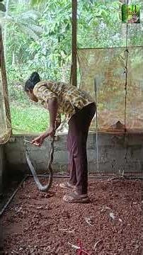 Snake Tangled in Chicken Coop Net — Safely Rescued and Released