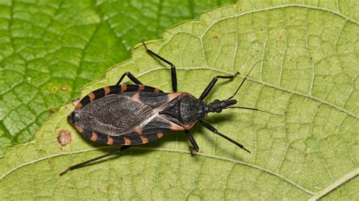 'Kissing bug' disease is in Louisiana. Here's what you need to know about it