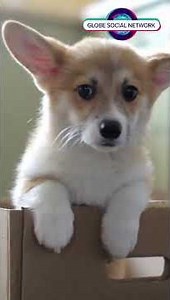 The Hidden Truth About Rescue Dog Loyalty