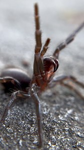 Australia has the best spiders! The Sydney funnel web is widely regarded as one of the deadliest spiders on earth and it’s no secret as to why. These medium sized Mygalomorphs possess a powerful and potent venom with specific properties that wreak havoc on primates in particular; yes that means us! While no one has died since antivenom was developed some 50 years ago, an untreated Sydney funnel web bite is no joke! In the wild these spiders spend their entire lives in the safety of their funnel 