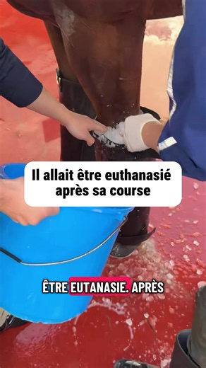 On allait l'euthanasier voilà ce qui l'a sauvé Ce cheval devait être euthanasié après sa blessure en course on a choisi de se battre avec la cryothérapie. Combien de séances tu penses qu'il a fallu pour qu'il remarche normalement ? #cheval #cryotherapie #chevaldecompetition #soinsanimaux #recuperationcheval