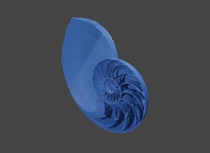 Chambered nautilus - halved shell