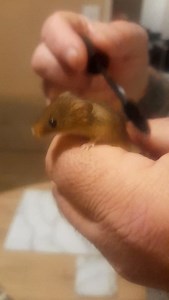 Mr jingles having a brush | Martin Critchlow