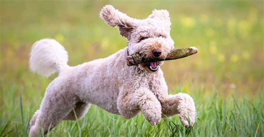 Goldendoodle vs Labradoodle: Discover Their Key Differences