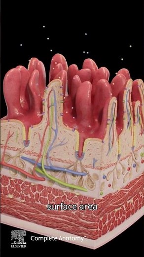The Small Intestine: Digestion and Absorption | Complete Anatomy