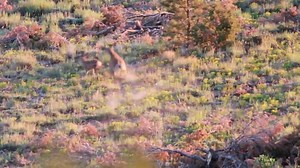 106K views · 887 reactions | VIDEO: A rare peek at wildlife in Utah's backcountry. Scott Root — a DWR outreach manager — recently captured footage of coyotes going after a fawn. (Don't worry; the fawn survives!) | Utah Division of Wildlife Resources | Facebook