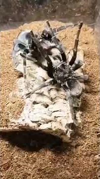 How do spiders mate?