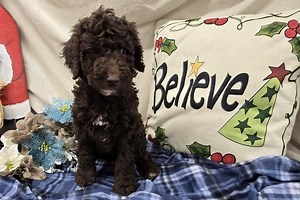 Samuel - Labradoodle Puppy 79B5C1