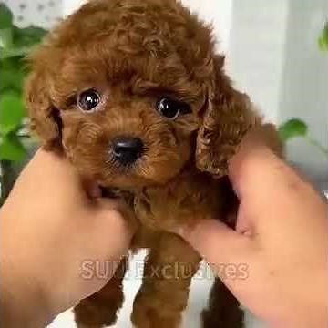 My Realistic Robot Puppy