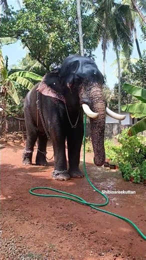 അക്കികാവുകാവ് ആനകുട്ടി / akkikavukarthikeyan / kerala elephant bathing video