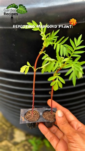 Repotting Marigold Plant🌼