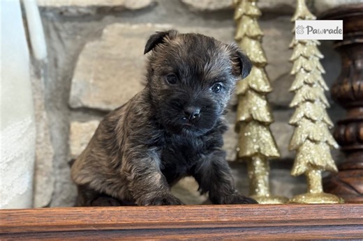 Asher - Cairn Terrier Puppy B74922