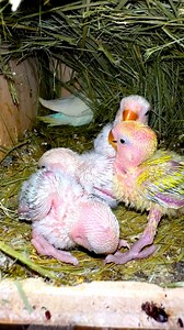 178K views · 2.8K reactions | Love birds breeding season #Lovebirds #birds #viral #pets #animals | Probashi birds lover | Facebook