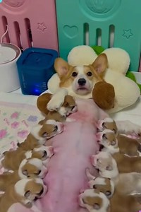 1.3M views · 16K reactions |  Corgi Mom Life: Feeding Time for the Cutest Puppies! ✨ | Creative Inspiration For You | Facebook