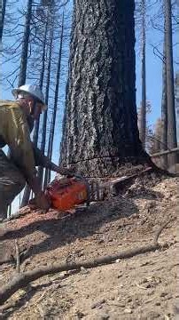 Taking Down a Towering Tree with Husqvarna! 🪚