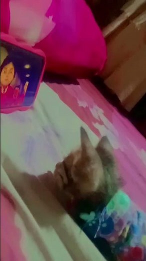 kucing lagi nonton film Sifa