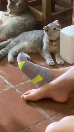 Cats can help you release your anxiety | Coco Cat Café