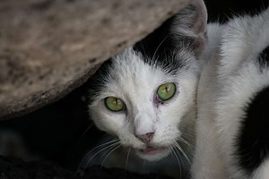 Cayman conservationists respond to cat cull controversy