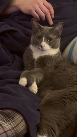 Smokey's Cuddles! 😊☺️ #cats #cute #shorts