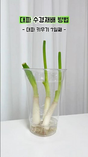 대파 키우기 | 대파 수경 재배 방법 | 예쁘게 쑥쑥 잘 크네 💚