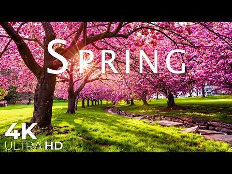 Spring Flowers 4K - March 2026 🌸 Endless Tulip Fields, Sakura Valleys & Bright Morning Landscapes